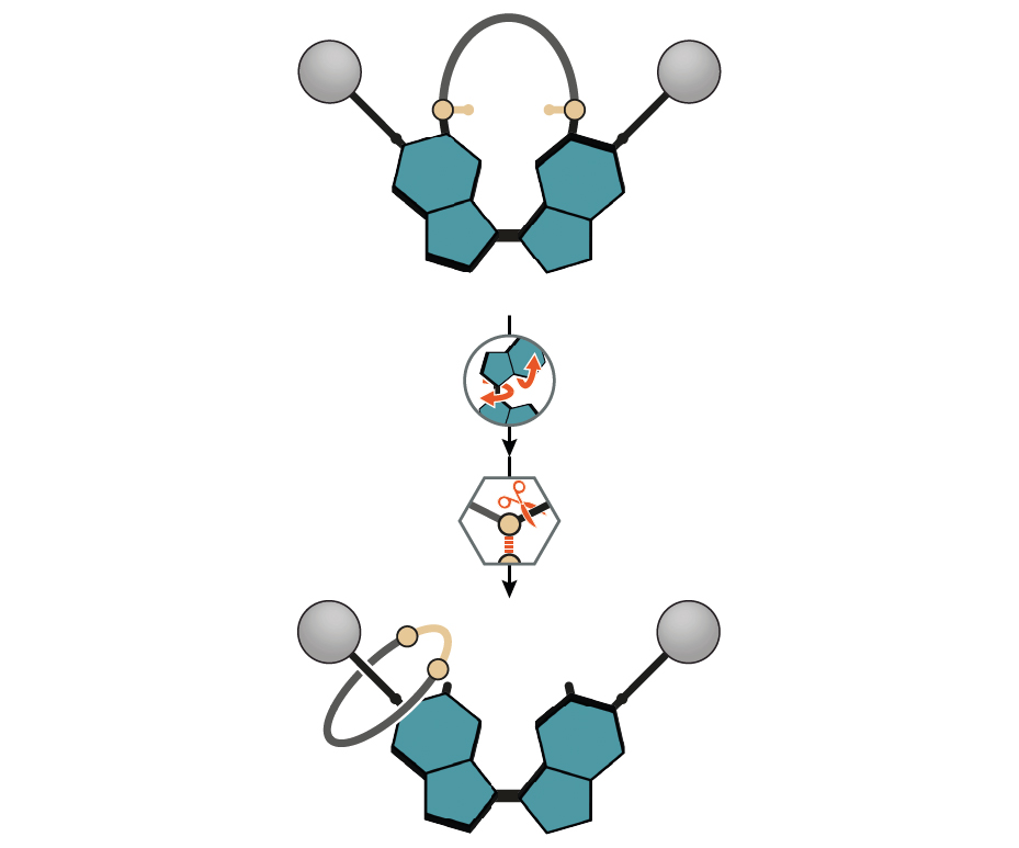 A molecular machine directs the synthesis of a rotaxane