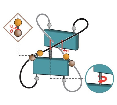 A light-fueled nanoratchet shifts a coupled chemical equilibrium