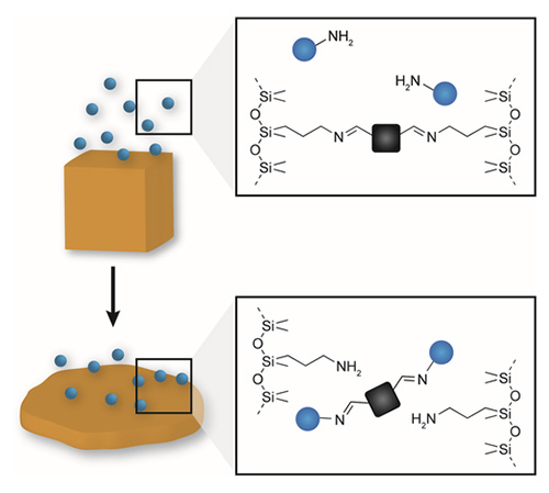 Imine-based dynamic polymer networks as photoprogrammable amine sensing devices